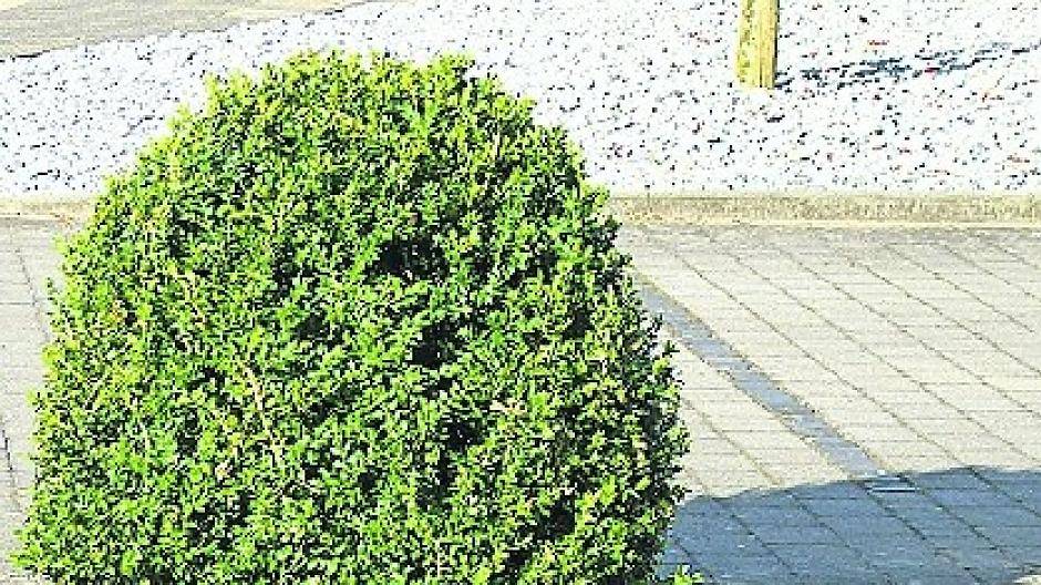 Grüne Stadt immer grauer