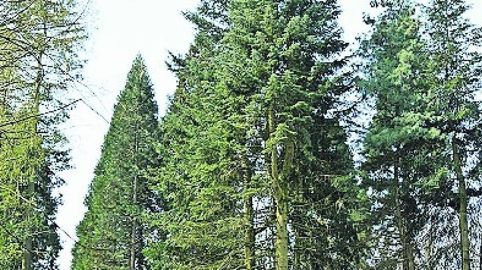 Blick in die Sequoiafarm.