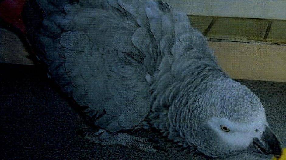 Papagei „Jocki“ in Büderich gestohlen