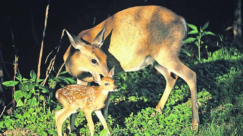 Hunde sollten insbesondere jetzt im Frühling auf den Wegen bleiben, um junge Wildtiere und ihre Mütter nicht zu stören.