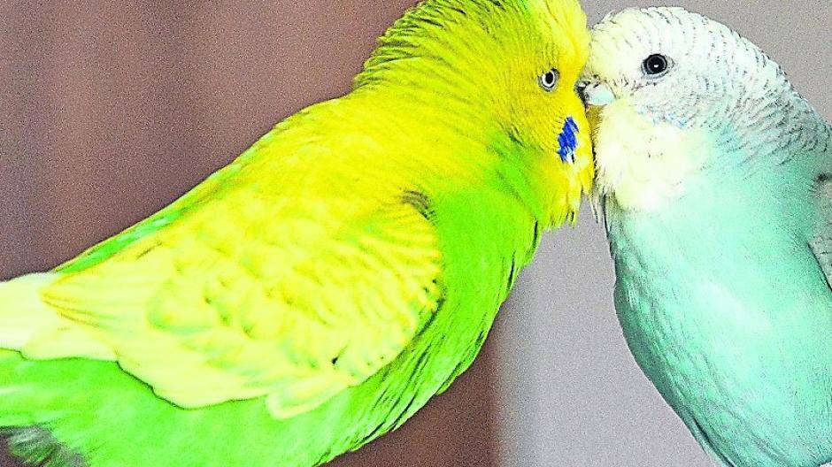  Susanne und Jean Pierre Kindor vermissen ihren Rainbow-Wellensittich Eos. Die Voliere haben sie wieder ins Haus geholt. 