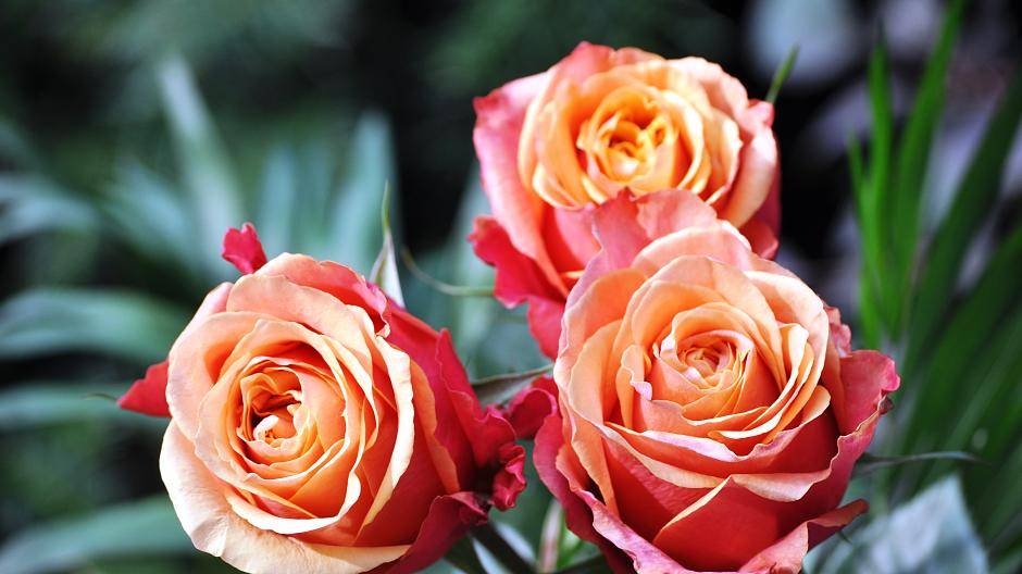  Nicht vergessen: Fairtrade-Rosen — nicht nur am Valentinstag eine tolle Geschenkidee. 