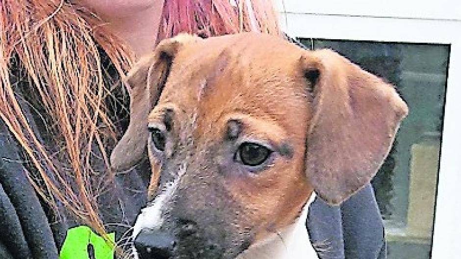  Sie waren weder geimpft noch wurden sie artgerecht gehalten: Die Rassewelpen wurden vom Veterinäramt befreit und sind nun sicher untergebracht. 