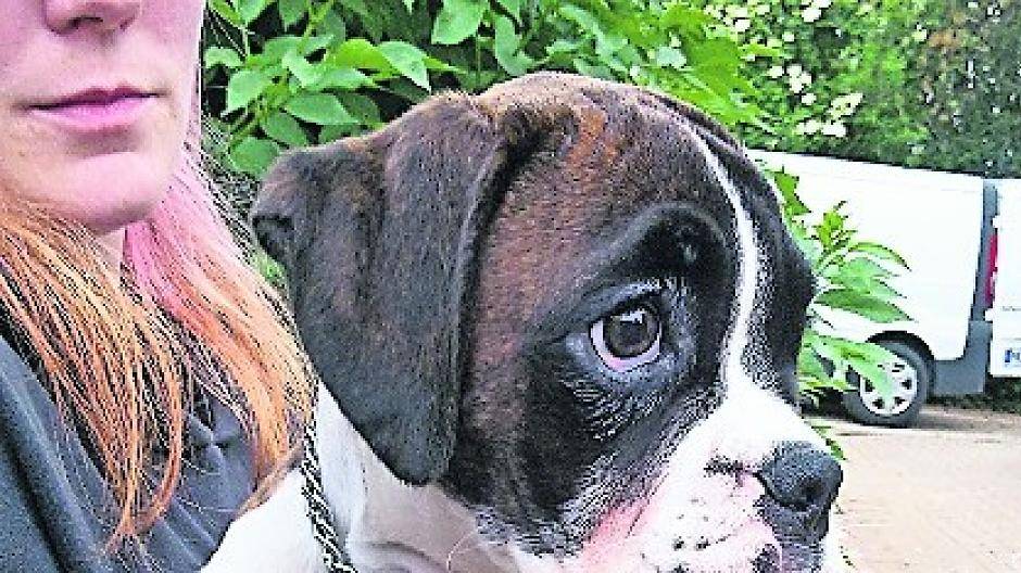 Illegaler Hundehandel