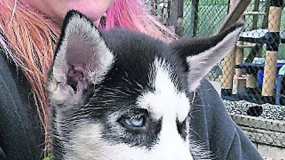 Illegaler Hundehandel