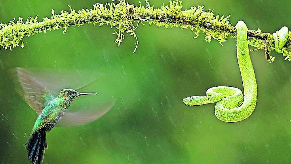 Beeindruckende Strategien im Kampf ums Dasein. Foto: Bridgena Barnard