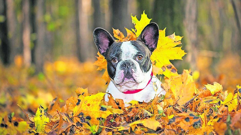 Hundebesitzer im Rhein-Kreis Neuss sollten die Impfungen ihrer Lieblinge überprüfen.