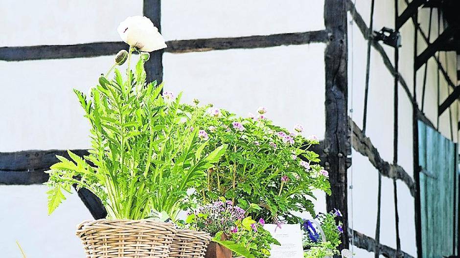 Ausgestellte Pflanzen an der Hofanlage Rasseln. Noch bis Pfingstmontag einschließlich findet die Messe „GartenLeben“ im Niederrheinischen Freilichtmuseum in Grefrath statt.