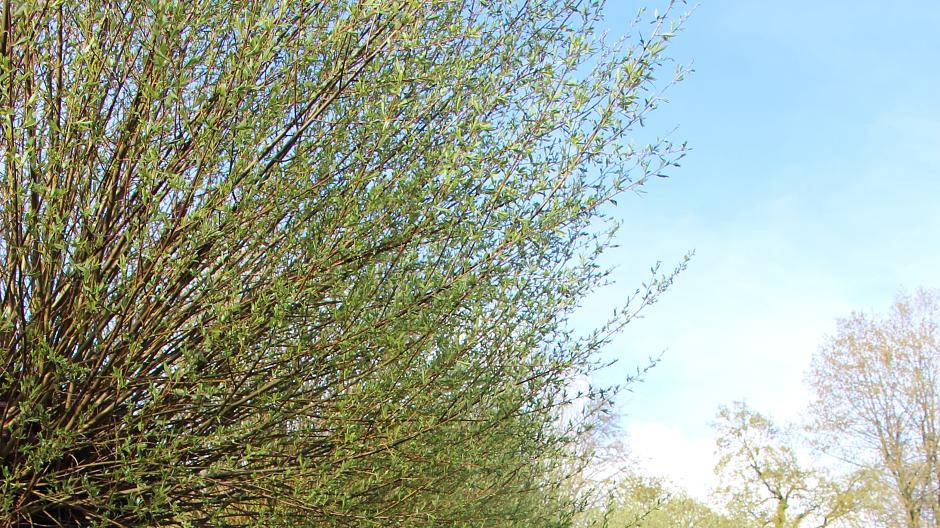  Kopfweiden im Niederrheinischen Freilichtmuseum: Wie die Bäume in der Kulturlandschaft zum Lieferanten von Material für Körbe und Zäune werden, erfahren die Besucher heute beim Internationalen Museumstag. 