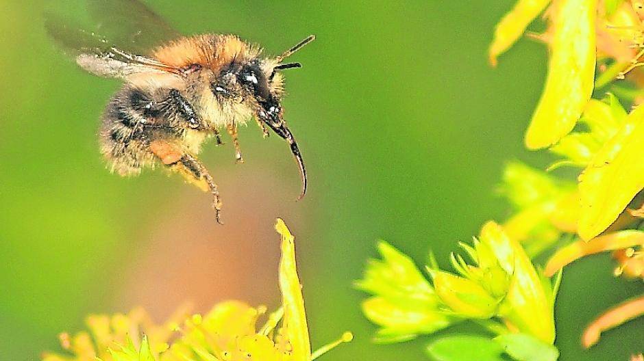 Eine Biene sammelt Nektar.