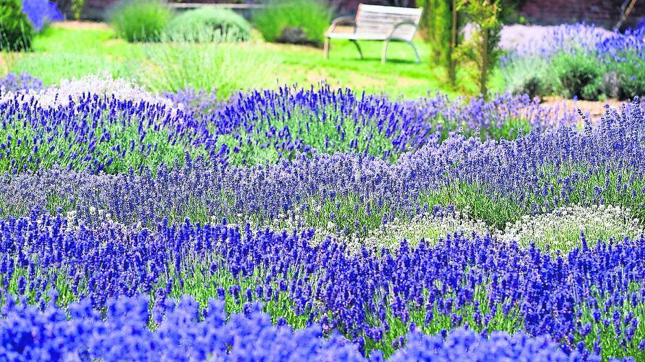  Am 16. und 17. Mai startet die Aktion „Offene Gartenpforte“. 