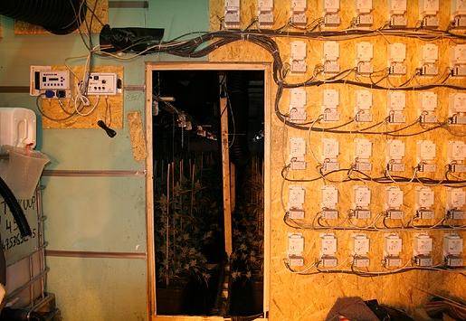 Täter in Untersuchungshaft: Polizei stellt 1.500 Cannabispflanzen sicher