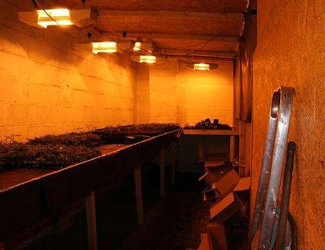 Täter in Untersuchungshaft: Polizei stellt 1.500 Cannabispflanzen sicher