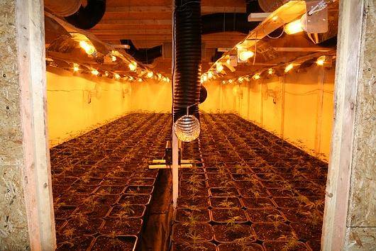  Die Polizei konnte rund 1.500 Cannabis-Pflanzen sicherstellen. 