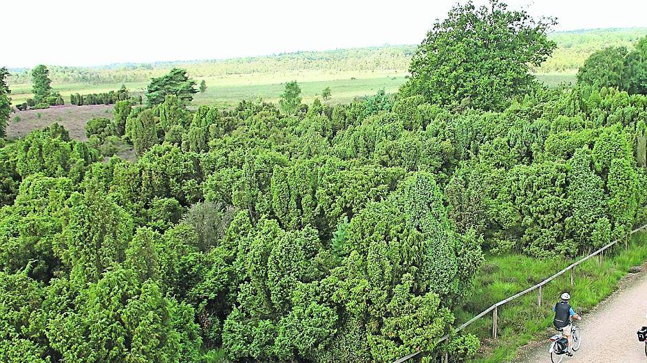 Blick vom Aussichtsturm: Radler fahren durch die Wacholderheide im Naturerlebnisgebiet Elmpter Schwalmbruch — einem der Höhepunkte der Radroute des Monats September.