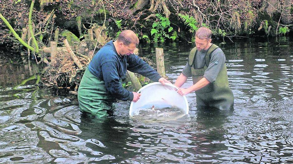 Da kommen sie an an, die Rotaugen.