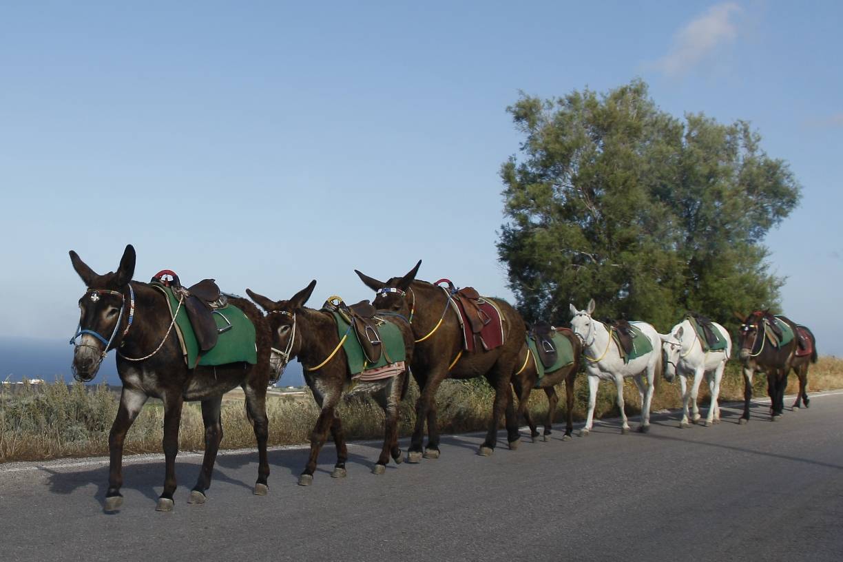  Ein Esel kommt offensichtlich nicht allein. 