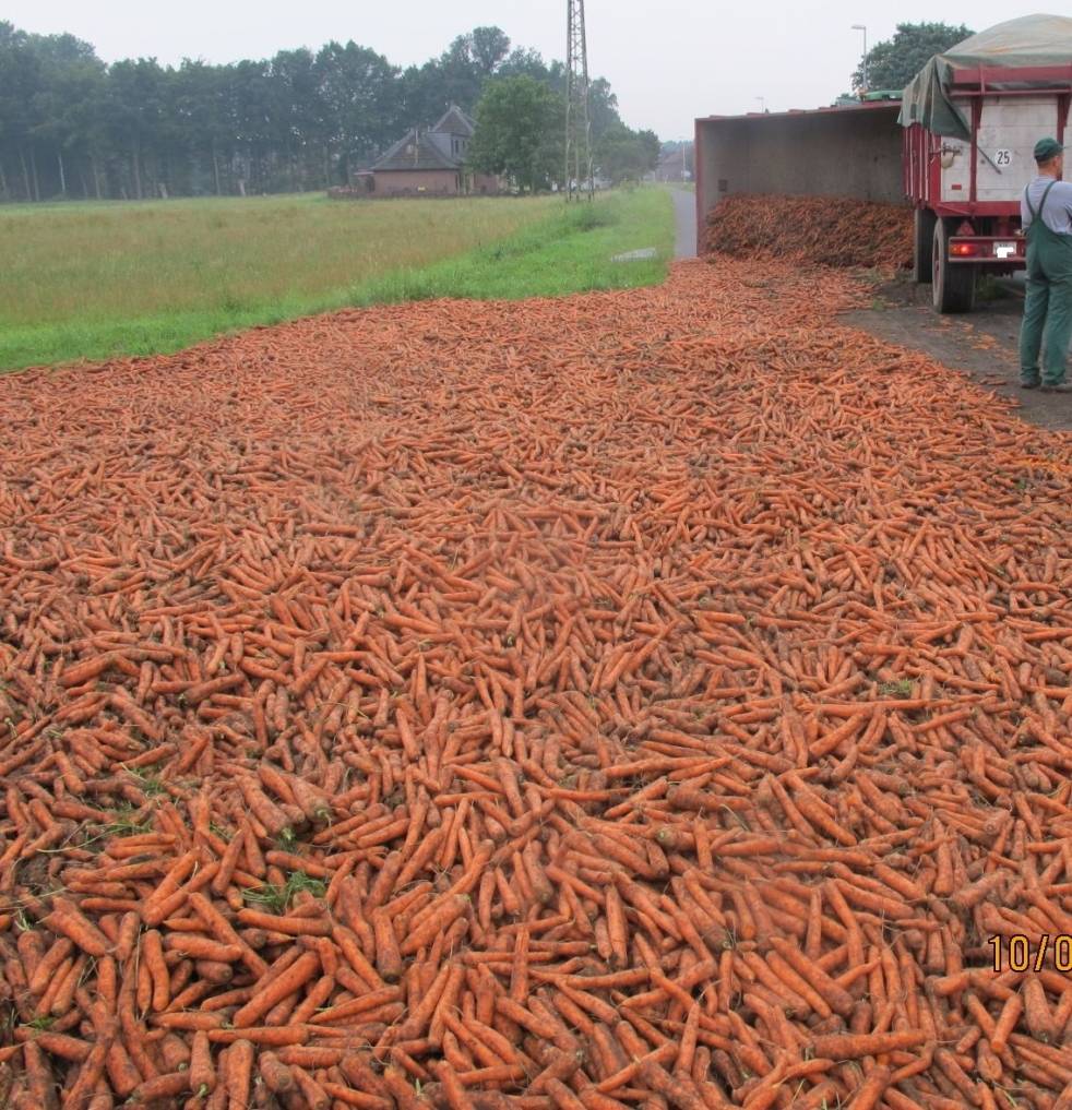 Möhrenteppich im Ritzbruch