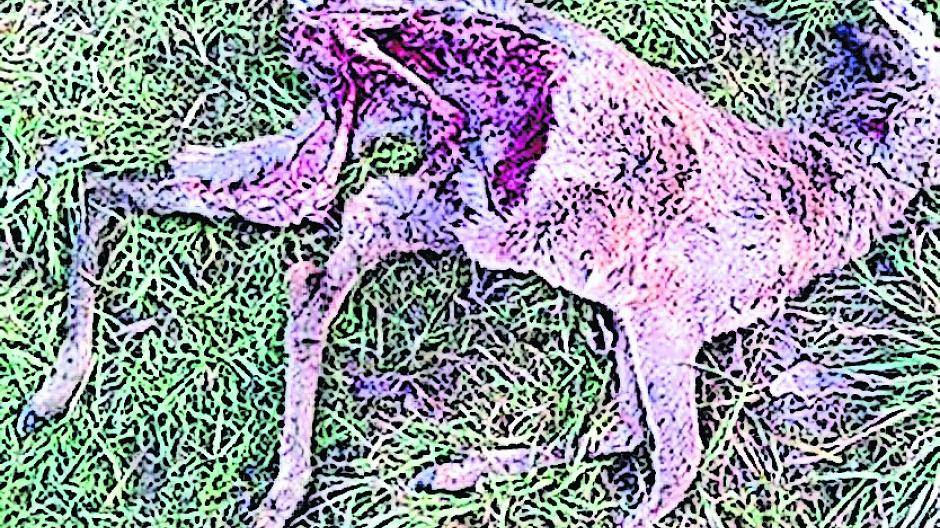 Fünf tote Rehe haben Bürger gefunden und sie dem Hegering gemeldet. Dabei haben die Jäger wie Jörg von Deylen (l.) und Philip Munscheid vor rund zwei Jahren extra in Zusammenarbeit mit der Stadt Meerbusch Futterstellen-Flächen angelegt, in denen die Rehe geschützt sein sollten.