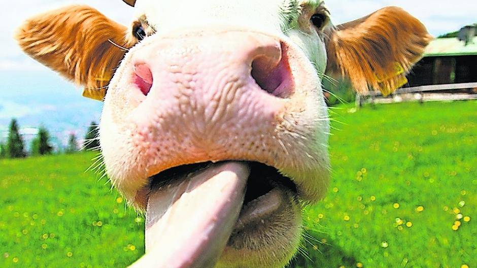 Dank einer Kuh namens „Lotti“ konnte ein junger Student ein Mittel gegen Hautreizungen finden.