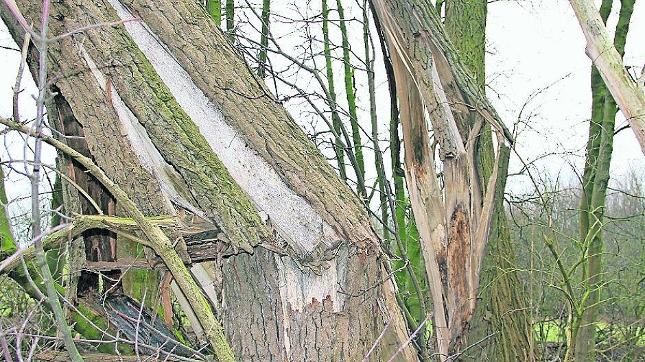 Brüchige Pappeln müssen weichen