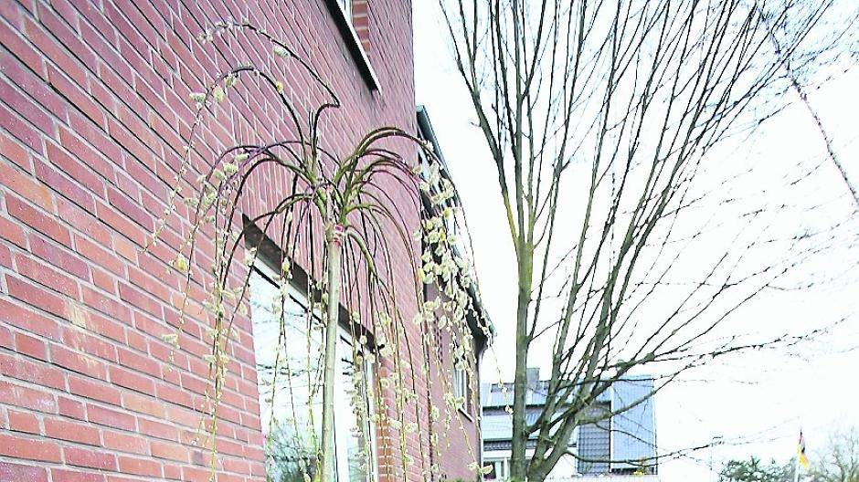  Fotoinfo: Ulrika Brandt (2.v.l) und Martin Bogie (3.v.l.) werten die Pflanzaktion als vollen Erfolg. 