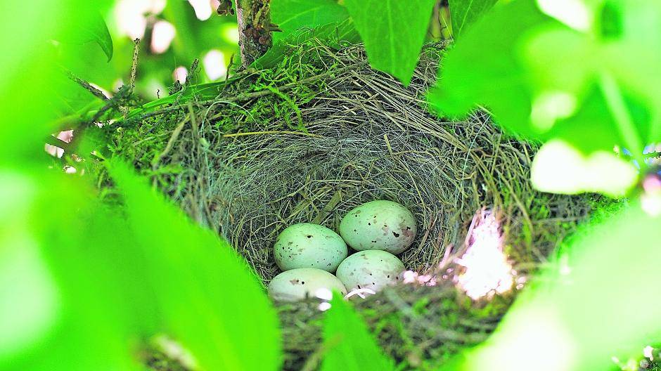 Hecken dürfen während der Brutzeit nur schonend beschnitten werden.