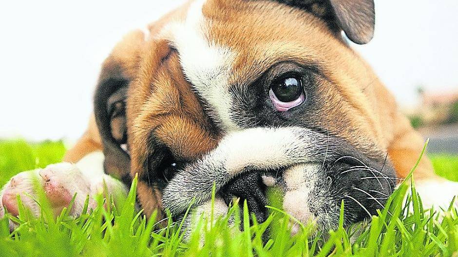 Lockfotos wie von diesem Bulldoggen-Welpen finden sich häufig im Internet — zu Vorsicht bei vermeintlichen Schnäppchen rät das Kreisveterinäramt.