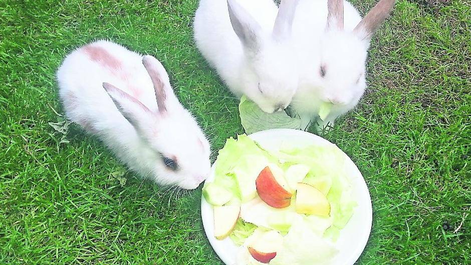  Im Außengehege haben die Kaninenchen ein neues „Übergangsheim“ gefunden. 