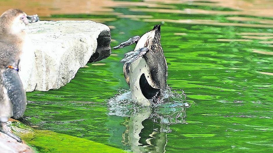 Die Pinguine haben es gut. Einfach mal springen — und schwupps sind sie im kühlen Nass.