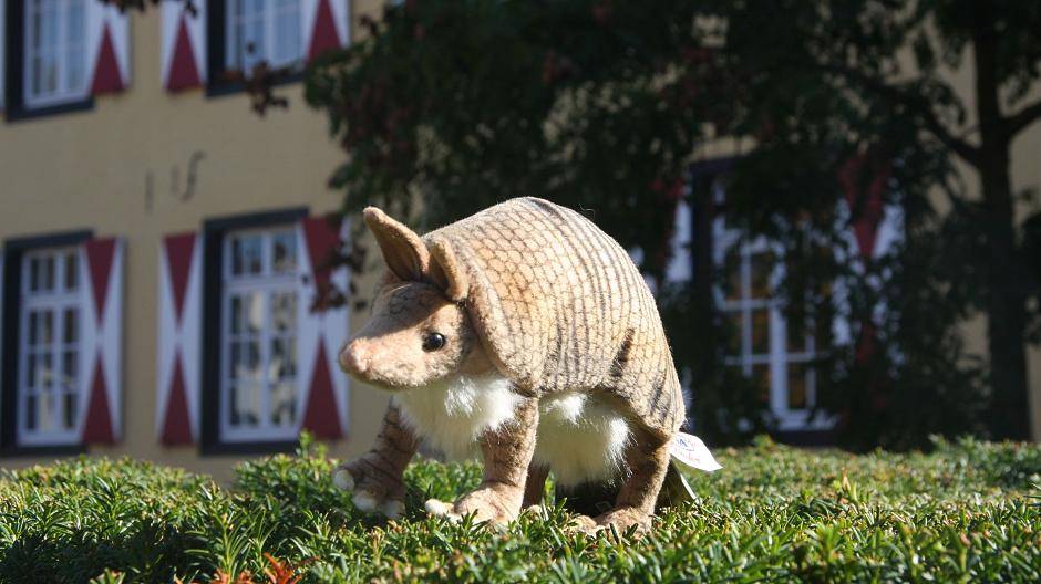 Gürteltiertag in Zons