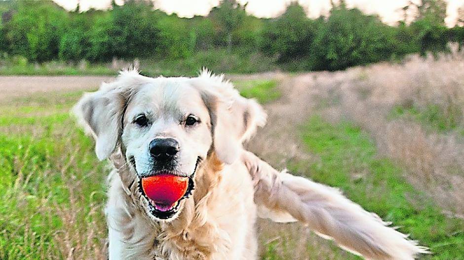  Hunde sind nicht nur treue Begleiter des Menschen, sie sorgen auch dafür, dass Senioren aktiv bleiben. 
