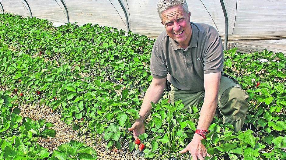  Mit Plastiktunneln hat Obstbaumeister Frank Mertens der Natur ein Schnippchen geschlagen. 