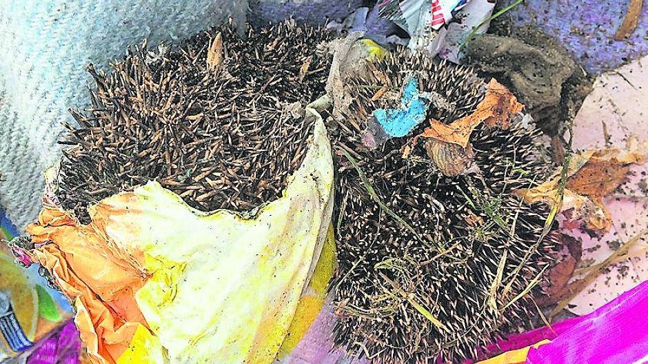 Neue Igelverbrennungen