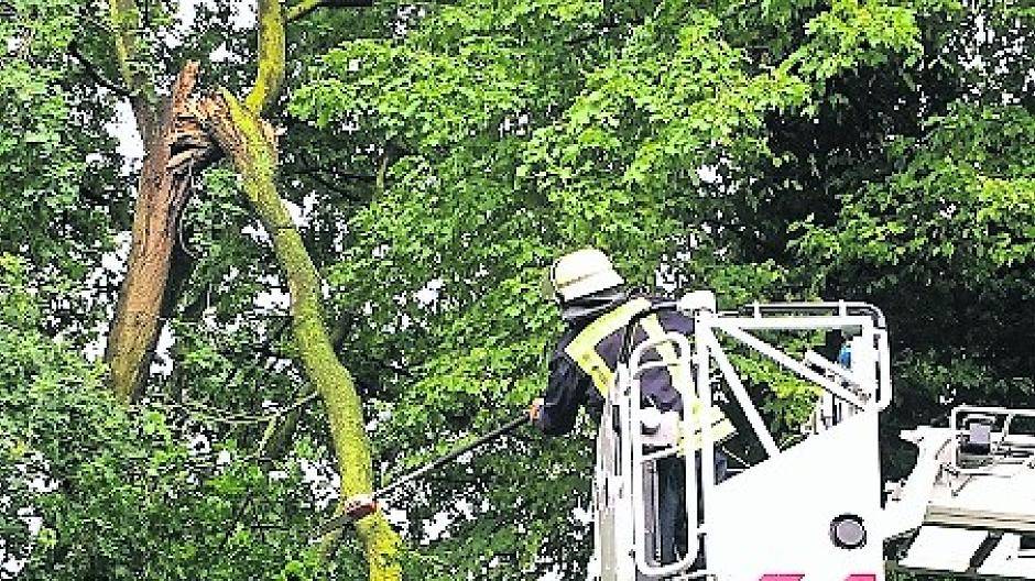 Nur ein größerer Ast musste von der Schiefbahner Feuerwehr abgesägt werden. Er hielt dem Strum nicht stand.