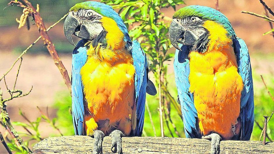 Zwei wunderschöne Gelbbrustaras. Ursprünglich sind diese beliebten Zuchtvögel in Süd- und Mittelamerika beheimatet.