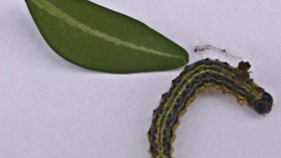  So sieht die Raupe des Buchsbaumzünslers aus. Zum Größen-Vergleich: Ein Blatt des Buchsbaums. 