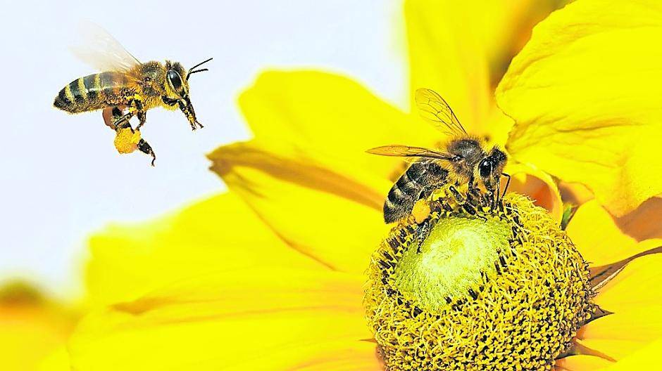 Was die fleißigen Bienchen so machen, wie sie es machen und warum sie so wichtig für uns Menschen sind, auch darüber gibt es am kommenden Sonntag viele Infos.