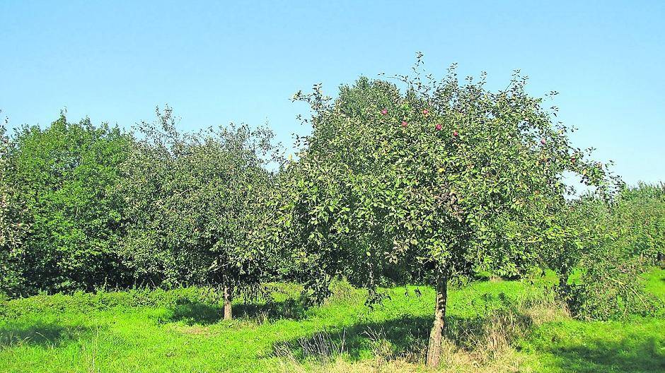 So schön kann es sein - die Streuobstwiese in Willich an der St. Töniser Straße.