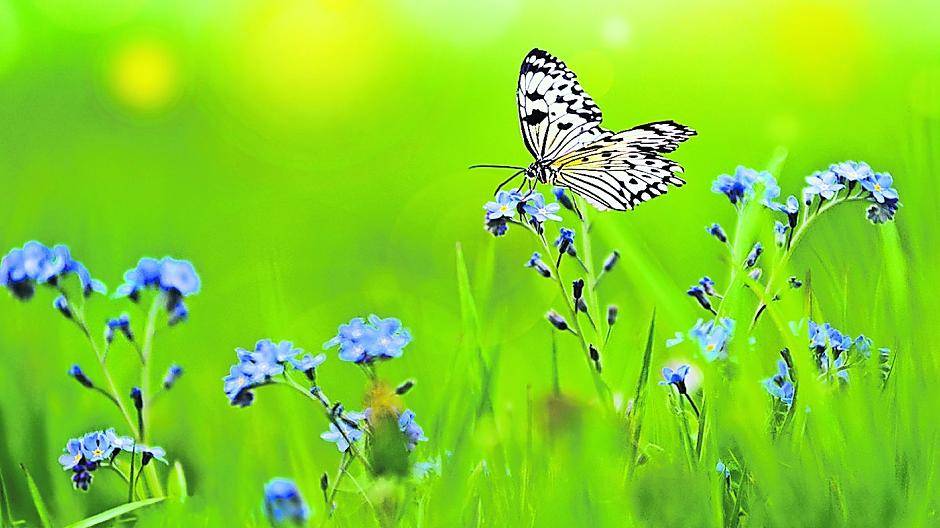 Früher waren Schmetterlinge in deutschen Gärten allgegenwärtig. Heute sieht man sie nur noch selten. Foto: Fotolia/Stefan Körber