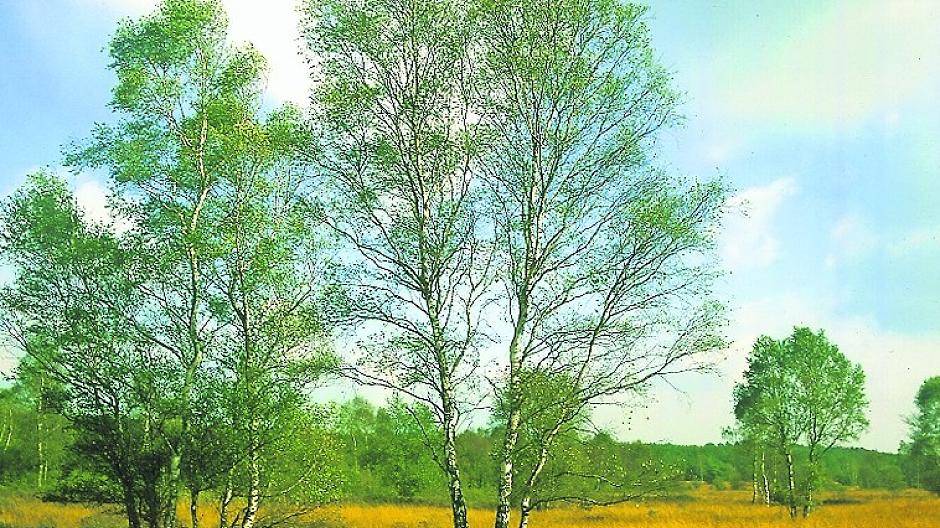 Im Grenzgebiet ist das Rana-Virus ausgebrochen