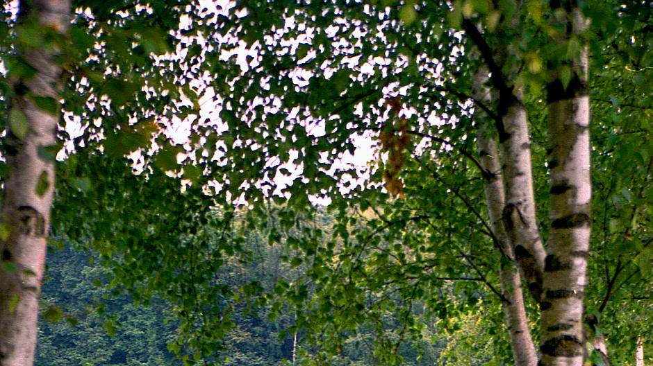  Blick durchs Dickicht auf den Venekotensee: Mit einer Reise zu diesem Idyll wirbt der Naturpark Schwalm-Nette in der aktuellen Broschüre „Reisen in die Naturparke“. 