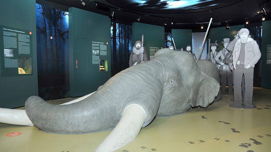  Das Museum Mensch und Jagd bietet diverse Exponate. Beheimatet ist es in der Burg Brüggen. 