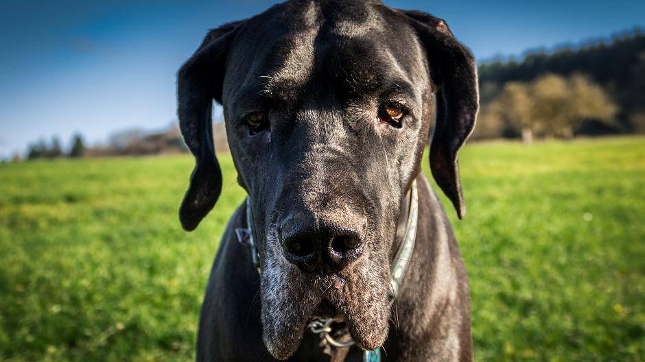 Wer einen Hund besitzt, muss künftig mehr zahlen.