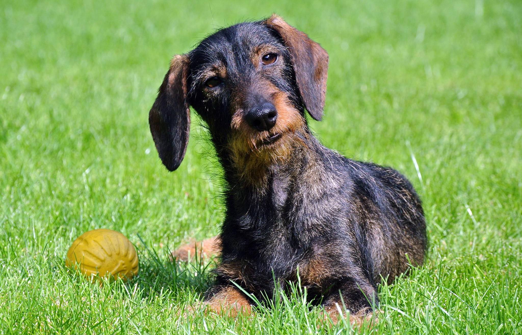 Rat beschließt Erhöhung der Hundesteuer