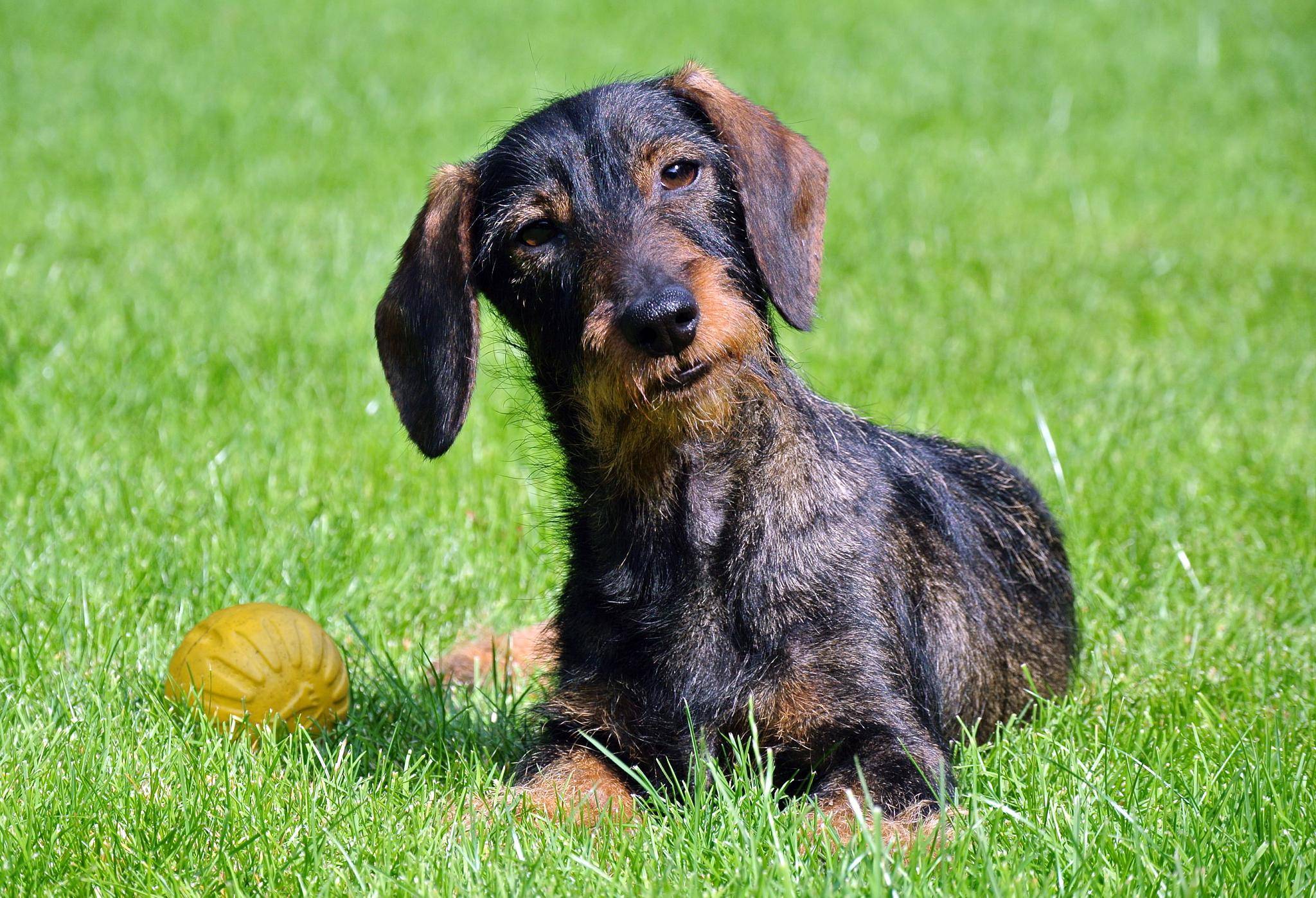  Für Hunde müssen deren Halter kommendes Jahr tiefer in die Taschen greifen. Nur in Willich ist die Hundesteuer im Kreis Vieren teurer als in Viersen selbst. 
