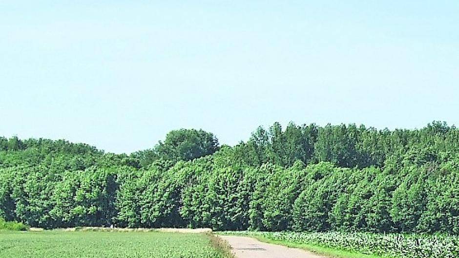 Die Landschaft am Hülsenbuschweg soll durch das neue Bürgerwäldchen 5 noch mehr Pflanzen und Tieren wertvollen Lebensraum bieten.