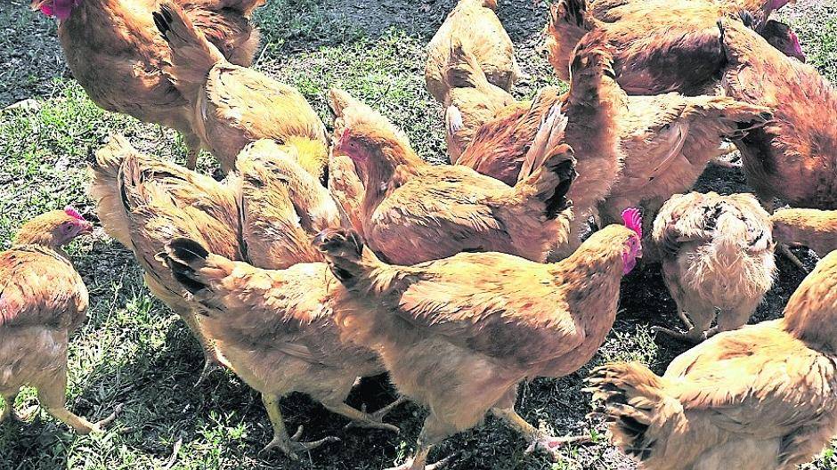  Das Kreisveterinäramt empfiehlt Geflügelhaltern, ihre Tiere freiwillig im Stall zu lassen. 