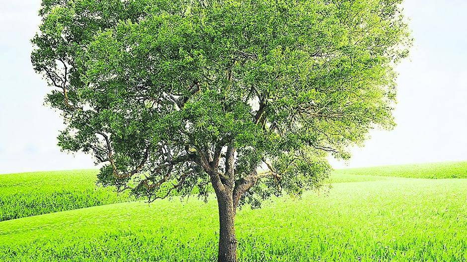 Der Rhein-Kreis Neuss startet die Aktion „Ein Herz für Bäume“. Bürger sind aufgerufen, fleißig für neue Bäume zu spenden.