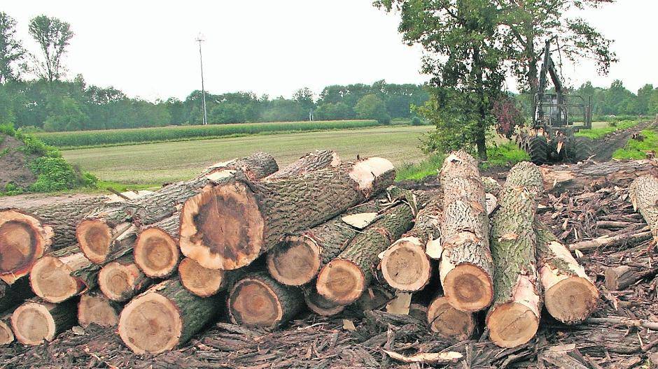 Neues Grün für Willich